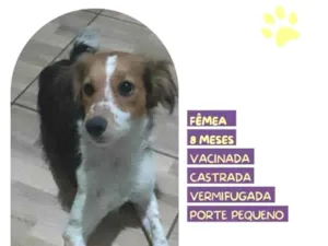 Cachorro raça SRD-ViraLata idade 1 ano nome Lilica