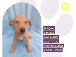 Cachorro raça SRD-ViraLata idade 2 a 6 meses nome Buck