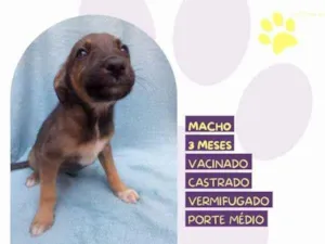 Cachorro raça SRD-ViraLata idade 2 a 6 meses nome Bobby