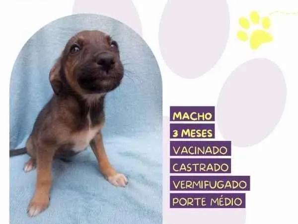 Cachorro ra a SRD-ViraLata idade 2 a 6 meses nome Bobby