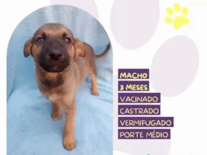 Cachorro raça SRD-ViraLata idade 2 a 6 meses nome Eddie