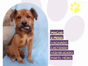 Cachorro raça SRD-ViraLata idade 1 ano nome Kolbi