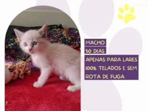 Gato raça SRD-ViraLata idade 2 a 6 meses nome Sparks