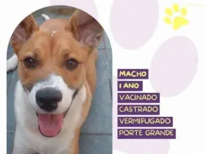 Cachorro raça SRD-ViraLata idade 1 ano nome Bruce