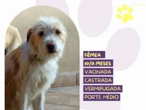 Cachorro raça SRD-ViraLata idade 1 ano nome Tina