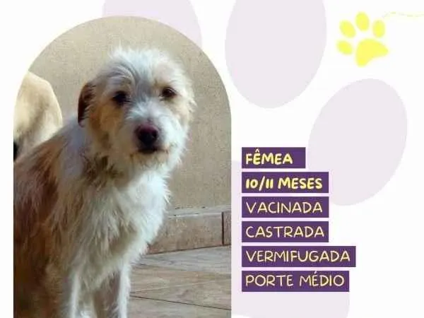 Cachorro ra a SRD-ViraLata idade 1 ano nome Tina