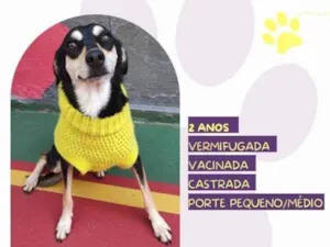 Cachorro raça SRD-ViraLata idade 1 ano nome Luna