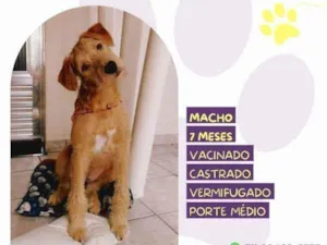 Cachorro raça SRD-ViraLata idade 1 ano nome Scooby