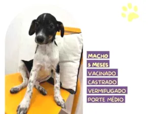 Cachorro raça SRD-ViraLata idade 1 ano nome Cafe