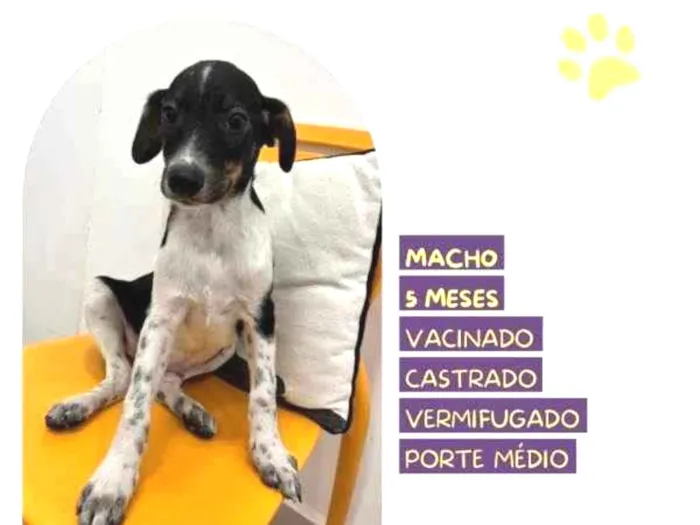 Cachorro ra a SRD-ViraLata idade 1 ano nome Cafe