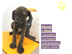 Cachorro raça SRD-ViraLata idade 1 ano nome Faisca