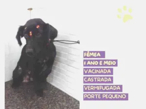 Cachorro raça SRD-ViraLata idade 1 ano nome Drika