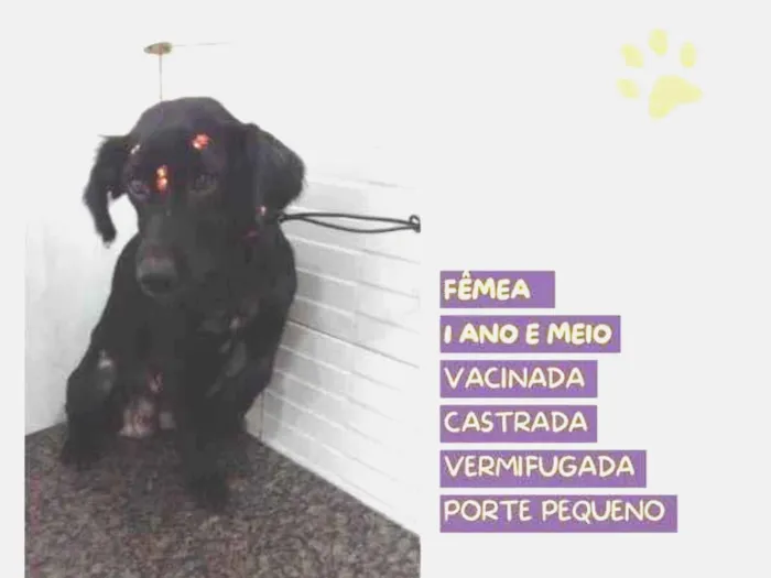 Cachorro ra a SRD-ViraLata idade 1 ano nome Drika