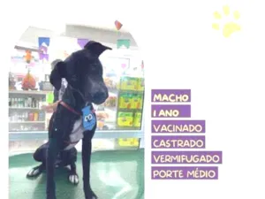 Cachorro raça SRD-ViraLata idade 1 ano nome Thor