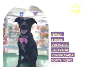 Cachorro raça SRD-ViraLata idade 1 ano nome Brisa