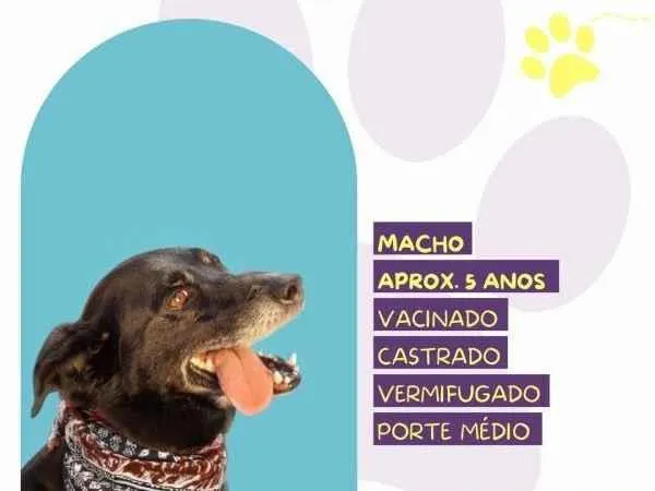 Cachorro ra a SRD-ViraLata idade 1 ano nome Zulu