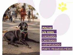 Cachorro raça SRD-ViraLata idade 1 ano nome Jorginho