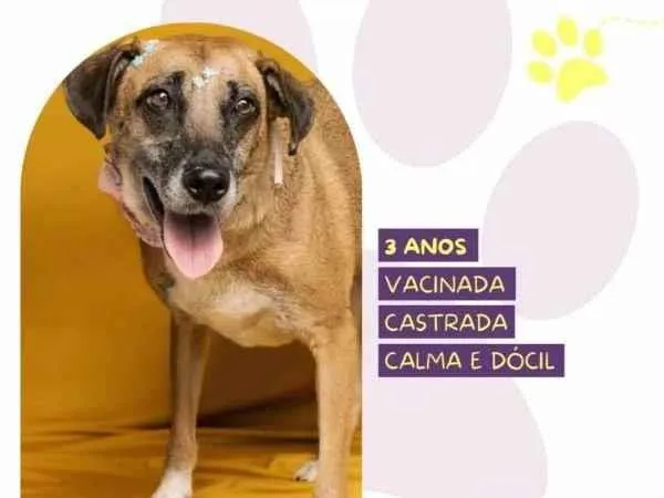 Cachorro ra a SRD-ViraLata idade 1 ano nome Stella