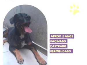 Cachorro raça SRD-ViraLata idade 1 ano nome Gigante Emilio