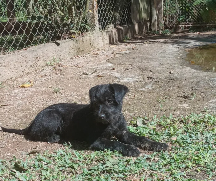 Cachorro ra a SRD-ViraLata idade 2 a 6 meses nome Gaia