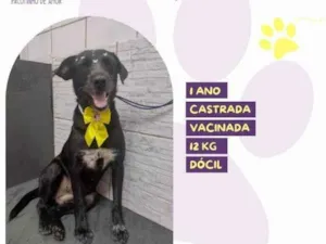 Cachorro raça SRD-ViraLata idade 1 ano nome Susy