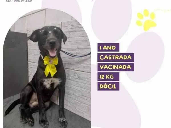 Cachorro ra a SRD-ViraLata idade 1 ano nome Susy