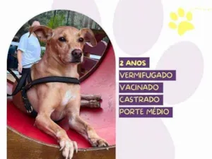 Cachorro raça SRD-ViraLata idade 1 ano nome Start