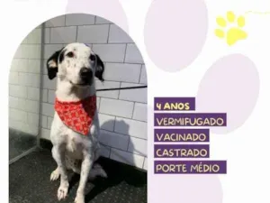 Cachorro raça SRD-ViraLata idade 1 ano nome Milk