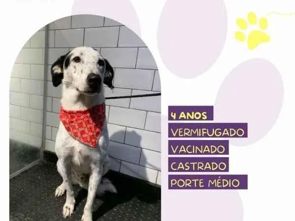 Cachorro ra a SRD-ViraLata idade 1 ano nome Milk