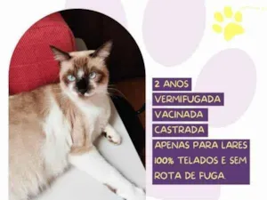 Gato raça SRD-ViraLata idade 1 ano nome Sabrina