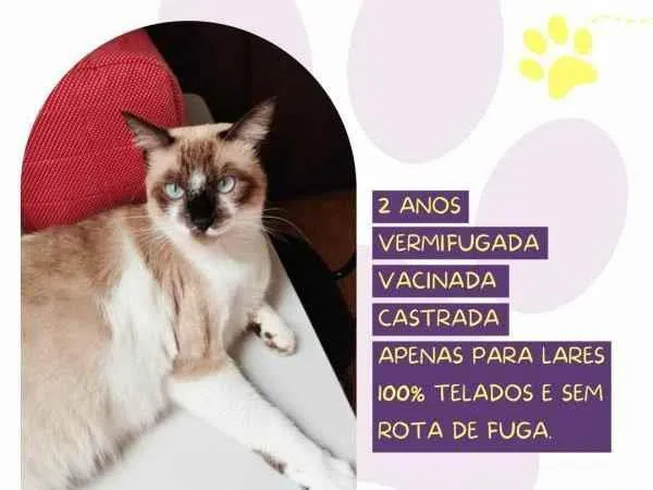 Gato ra a SRD-ViraLata idade 1 ano nome Sabrina