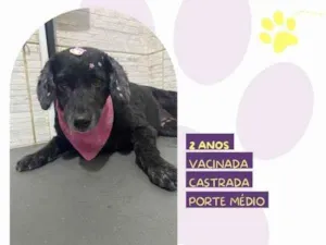 Cachorro raça SRD-ViraLata idade 1 ano nome Neguinha