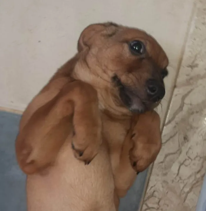 Cachorro ra a SRD-ViraLata idade 2 a 6 meses nome Juca