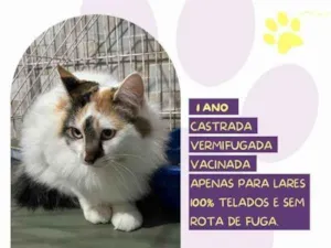 Gato raça SRD-ViraLata idade 1 ano nome Duda