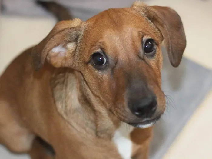 Cachorro ra a SRD-ViraLata idade 2 a 6 meses nome Juca