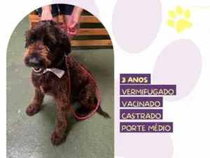 Cachorro raça SRD-ViraLata idade 1 ano nome Black