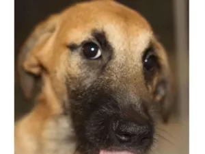 Cachorro raça SRD-ViraLata idade 2 a 6 meses nome Dirac