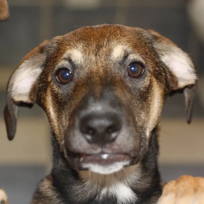 Cachorro ra a SRD-ViraLata idade 2 a 6 meses nome Gauss