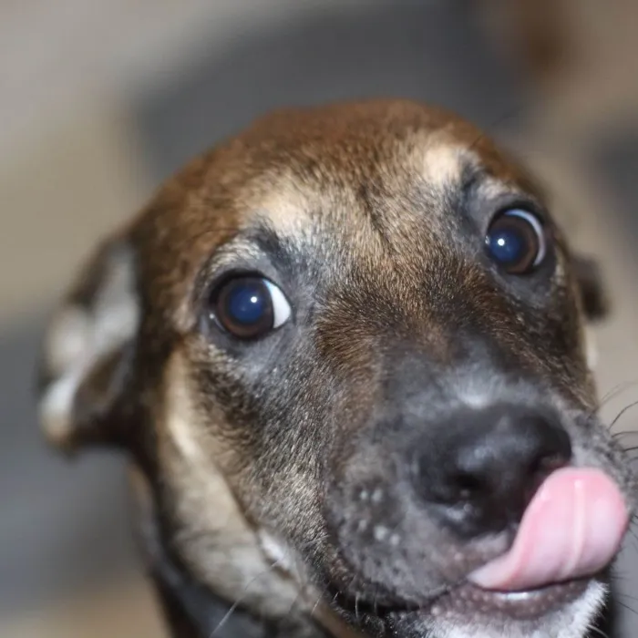 Cachorro ra a SRD-ViraLata idade 2 a 6 meses nome Gauss