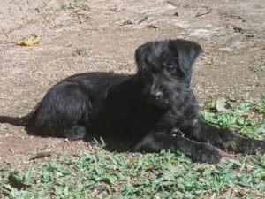 Cachorro raça SRD-ViraLata idade 2 a 6 meses nome Gaia