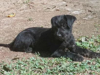 Cachorro raça SRD-ViraLata idade 2 a 6 meses nome Gaia