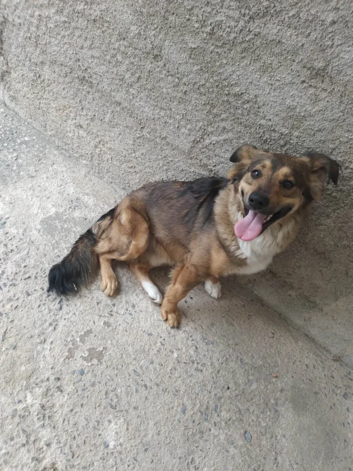 Cachorro ra a SRD-ViraLata idade 7 a 11 meses nome Foi Apelidado de TOTTYS