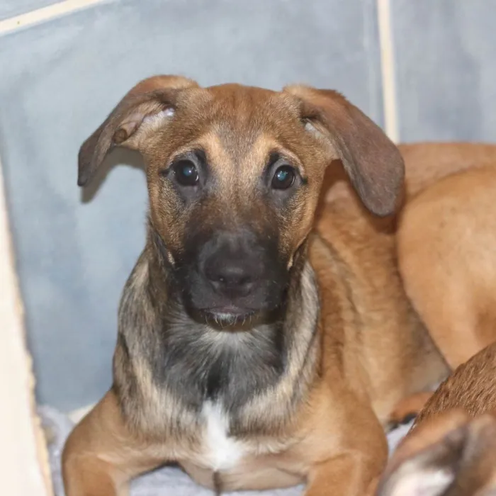 Cachorro ra a SRD-ViraLata idade 2 a 6 meses nome Joca