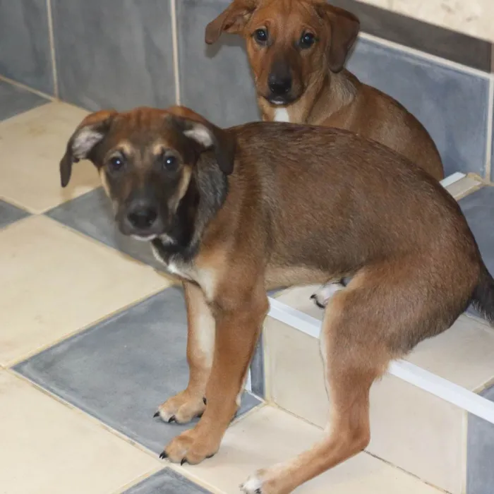 Cachorro ra a SRD-ViraLata idade 2 a 6 meses nome Joca