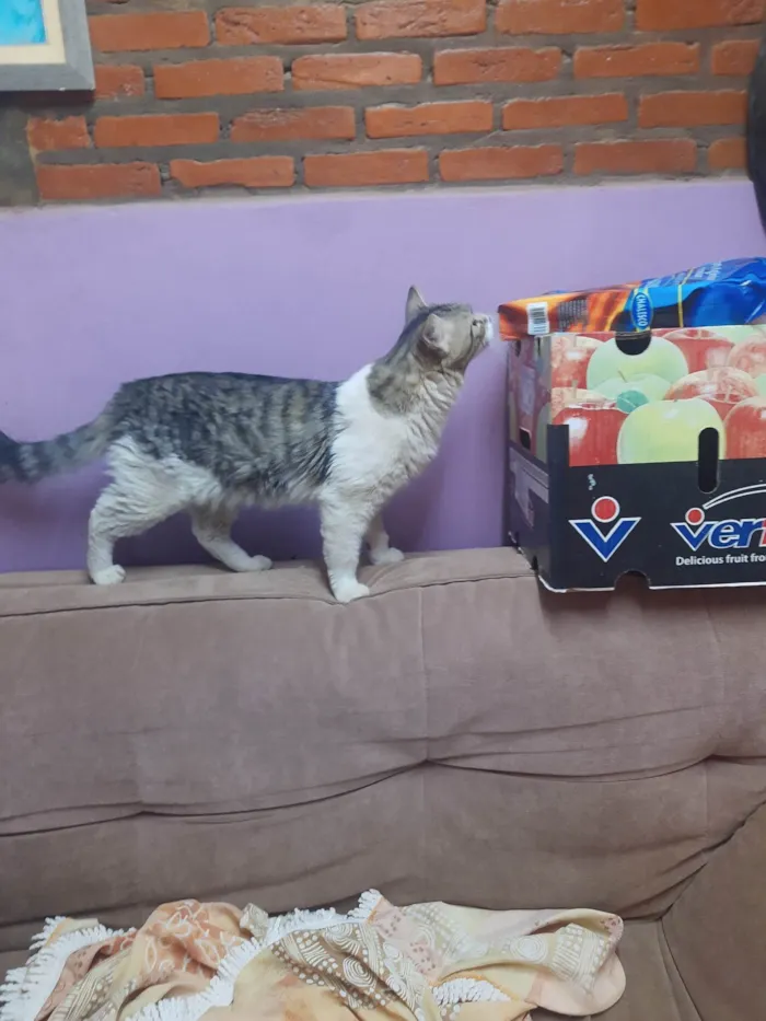 Gato ra a SRD-ViraLata idade 2 anos nome Tom