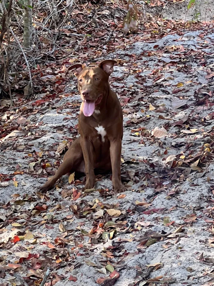 Cachorro ra a Pit-Bull idade 2 anos nome Pedrinho