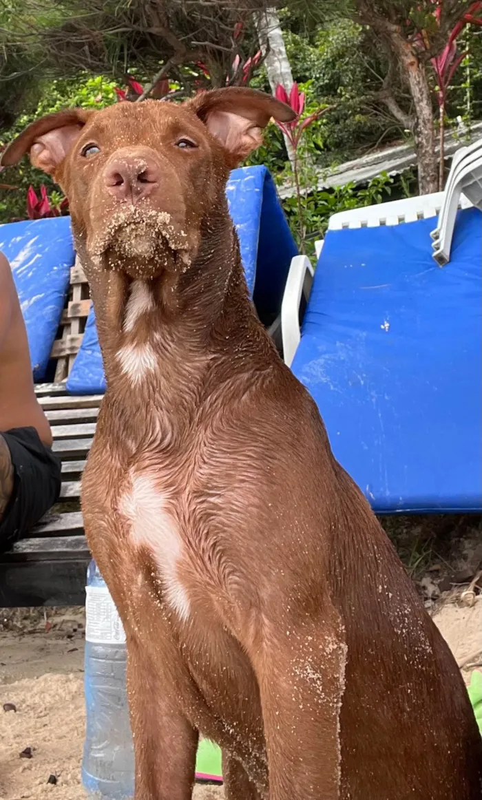 Cachorro ra a Pit-Bull idade 2 anos nome Pedrinho