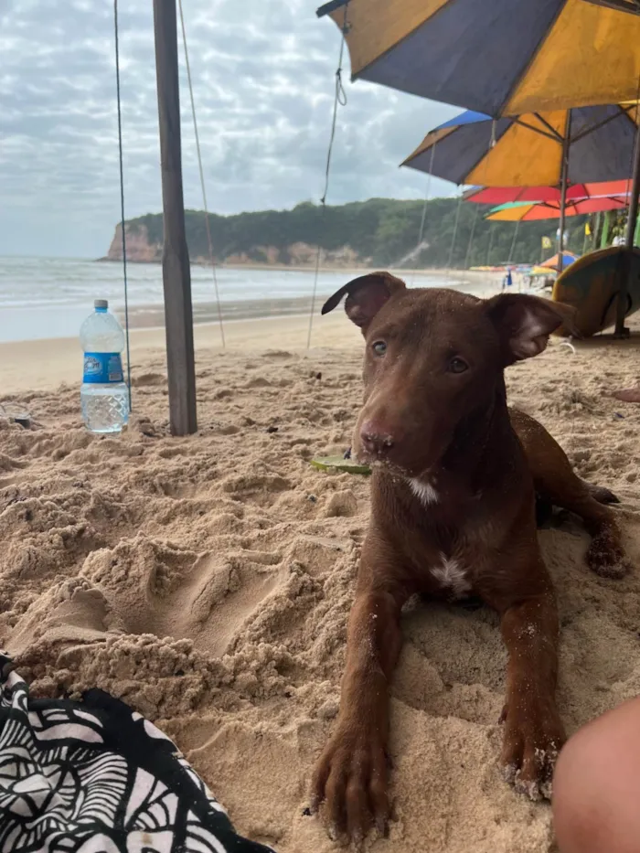 Cachorro ra a Pit-Bull idade 2 anos nome Pedrinho