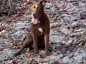 Cachorro raça Pit-Bull idade 2 anos nome Pedrinho