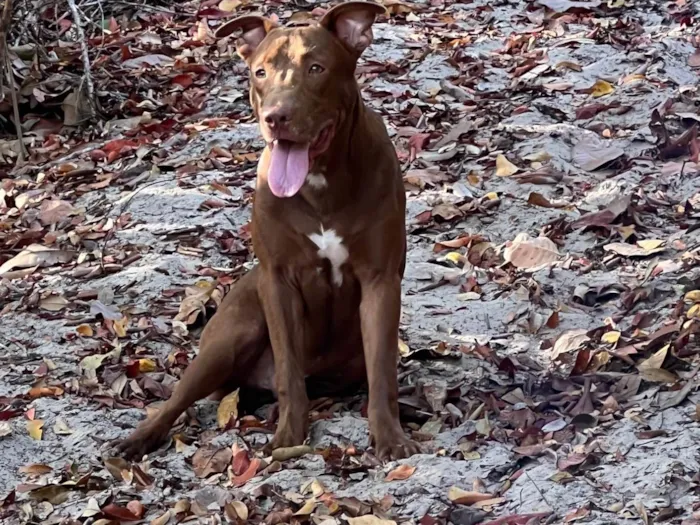 Cachorro ra a Pit-Bull idade 2 anos nome Pedrinho